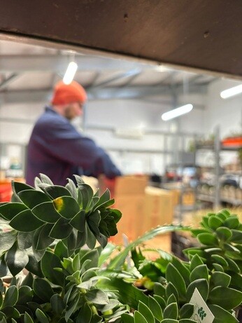 Weekly catch up with garden & propagation