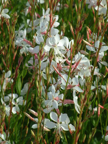 Weekly catch up with garden & propagation
