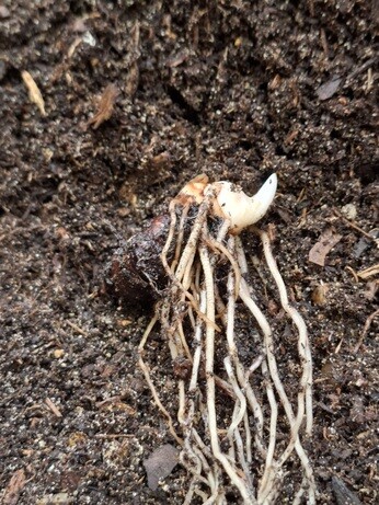 Weekly catch up with garden and propagation