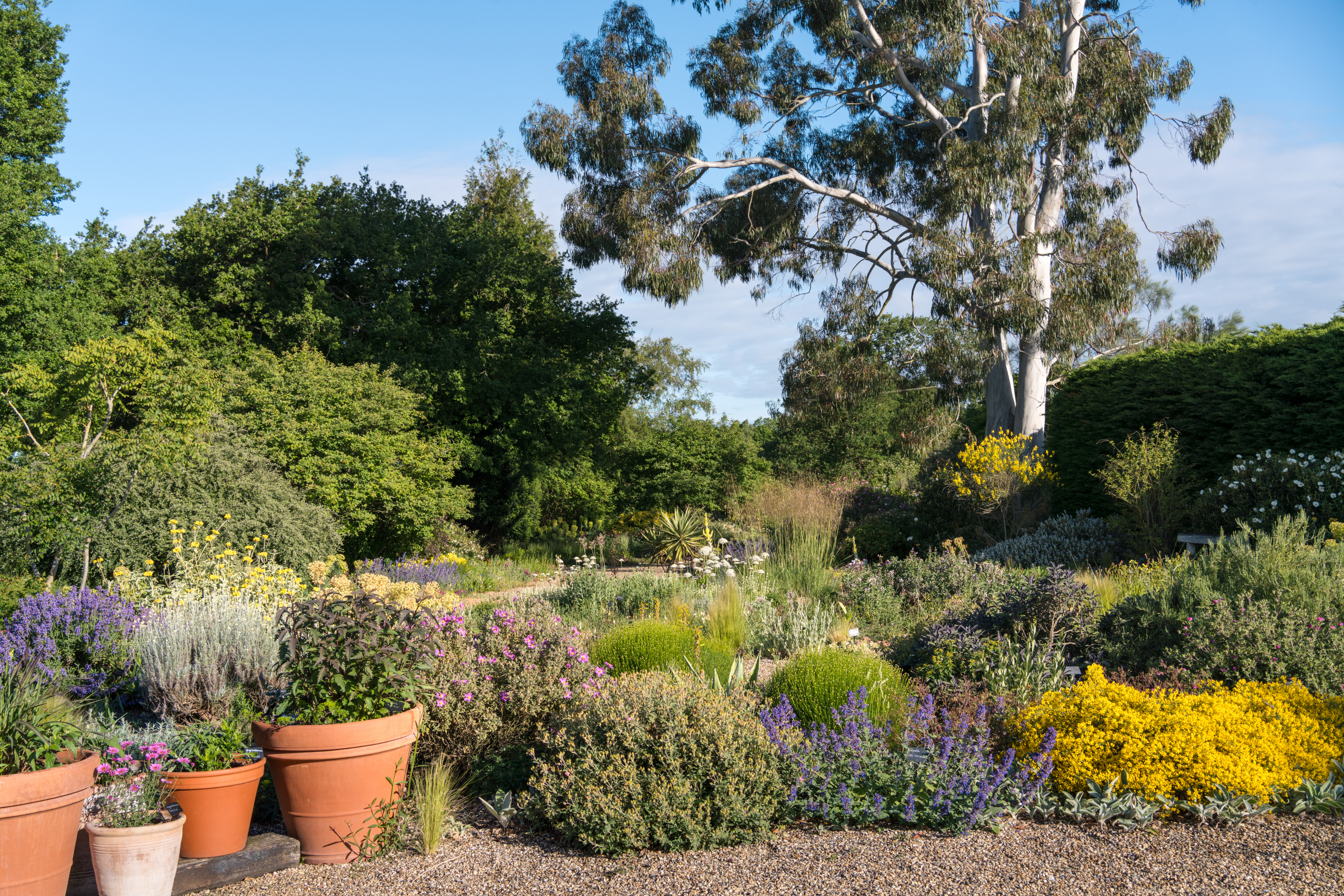 Perennials and tender plants for gorgeous seasonal container displays