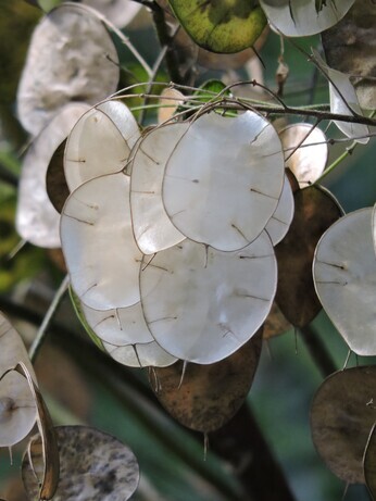 Sensational Seedheads