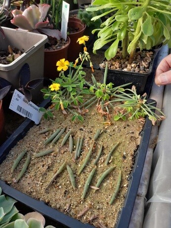 Weekly catch up with garden & propagation