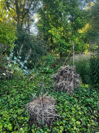 Weekly catch up with garden & propagation