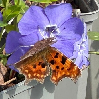 Wild Words from the Ground - March