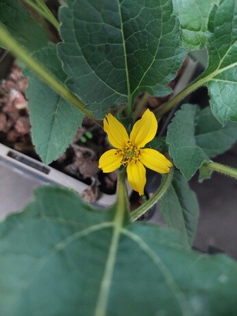 Weekly catch up with garden and propagation