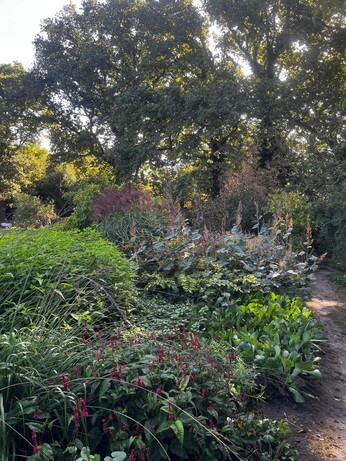 Weekly catch up with garden & propagation