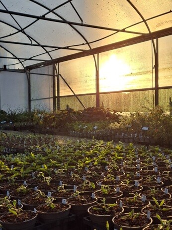 Weekly catch up with garden and propagation