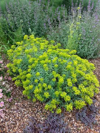 Plant profile - caryopteris Plant profile - caryopteris