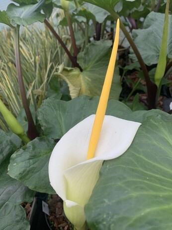 Weekly catch up with garden & propagation