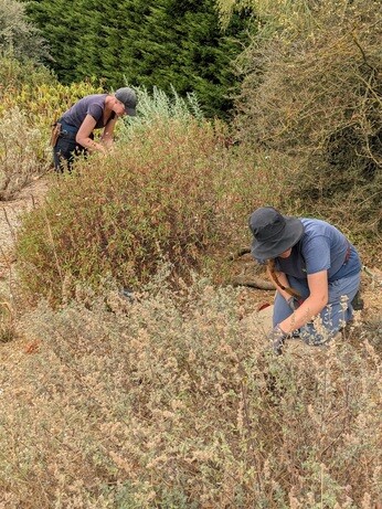 Weekly catchup with garden and propagation Weekly catchup with garden and propagation