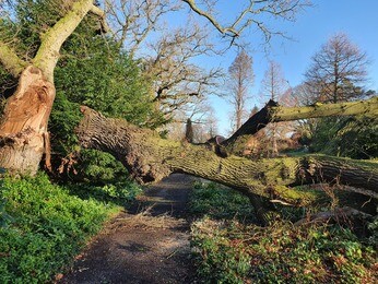 Renovation Work in the Water Garden