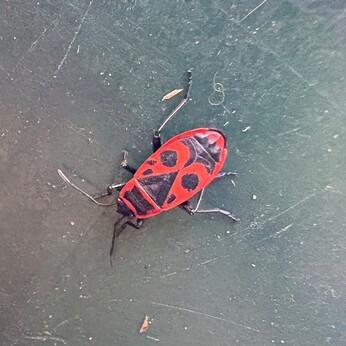 Wild Words from the Ground - December/January