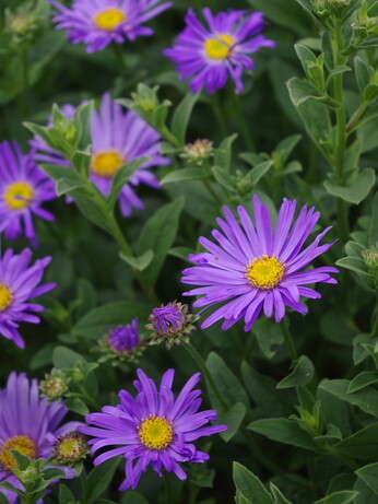 Asters- how to grow and care for