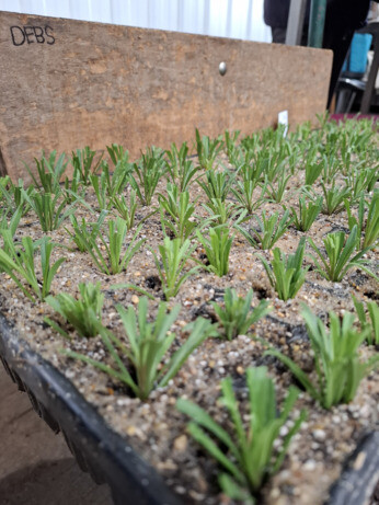 Weekly catch up with garden & propagation Weekly catch up with garden & propagation