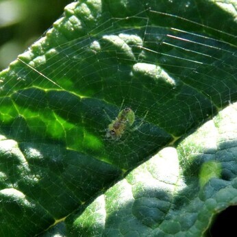Wildlife at the heart of the City:  the Beth Chatto Meanwhile Garden   