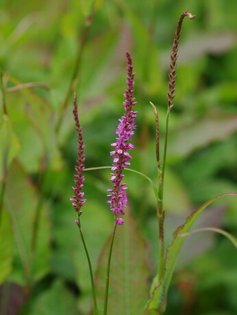 Plant profile - Bistorta amplexicaulis Plant profile - Bistorta amplexicaulis