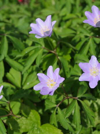 Plant profile - Dwarf anemone