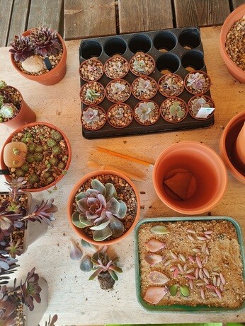 Weekly catch up with garden and propagation