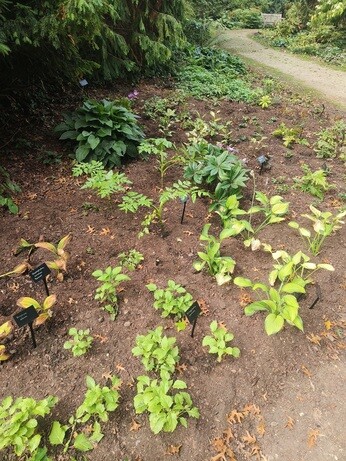Weekly catch up with garden and propagation