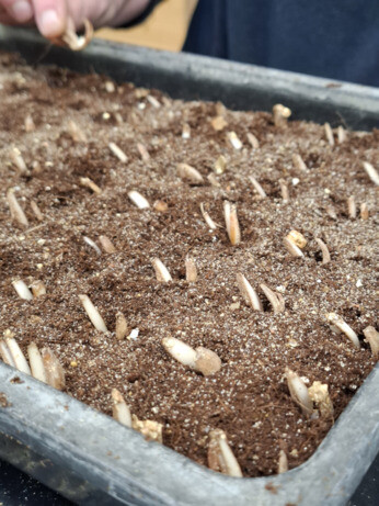 Weekly catch up with garden & propagation Weekly catch up with garden & propagation