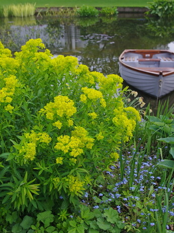 Luminous euphorbias and the fabulous Great Dixter Spring Plant Fair Luminous euphorbias and the fabulous Great Dixter Spring Plant Fair