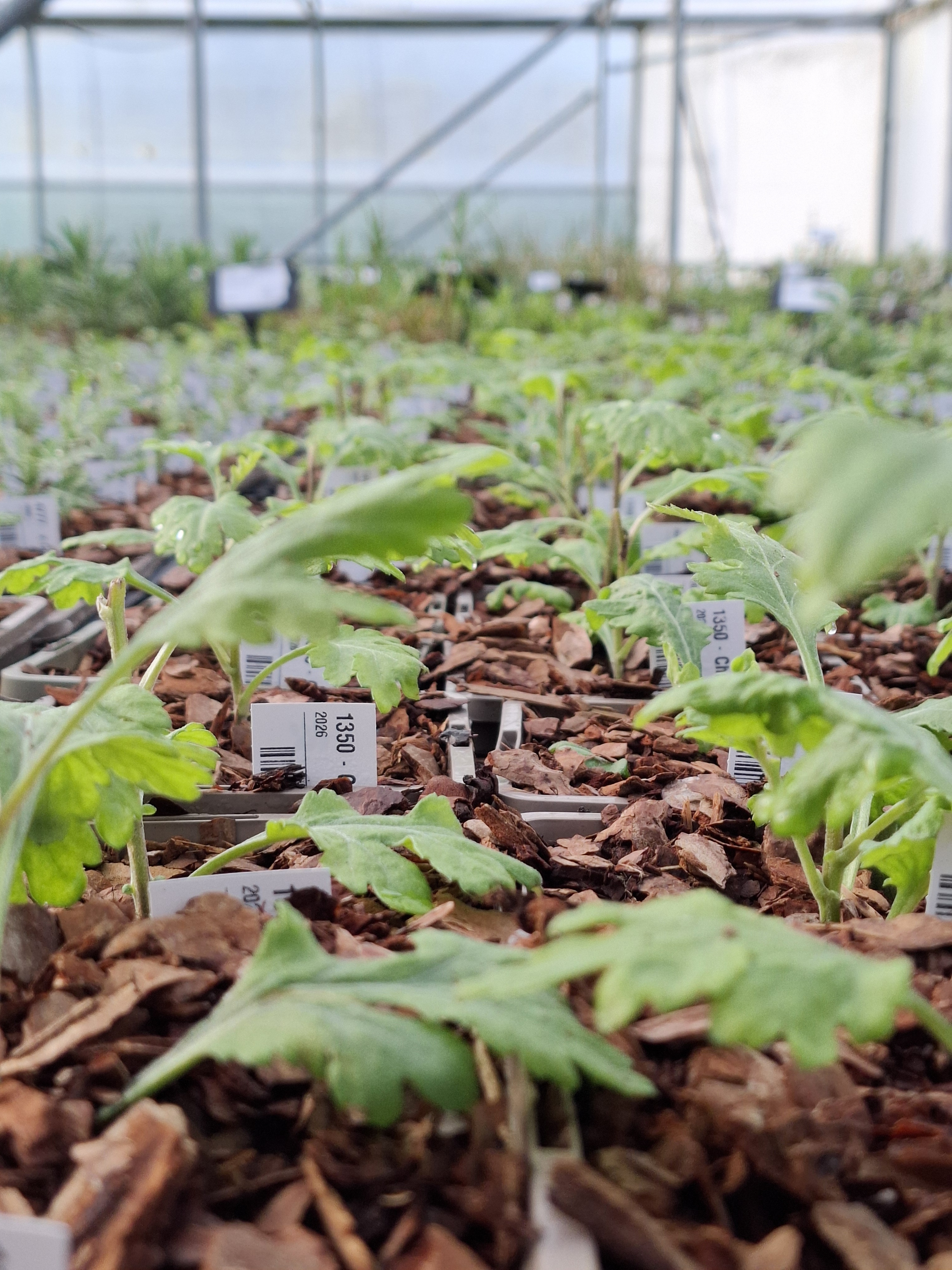 Weekly catch up with garden & propagation