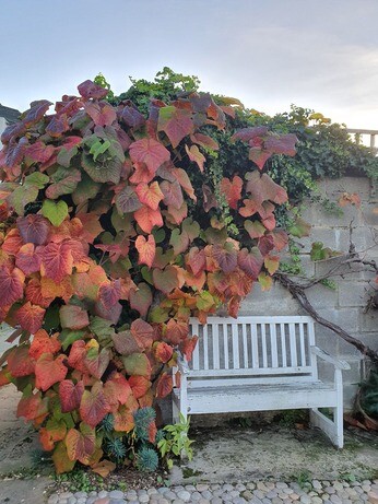Weekly catch up with garden & propagation