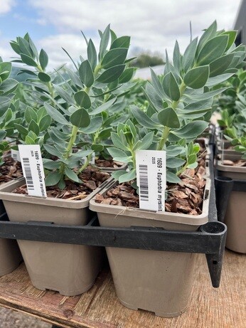 Weekly catch up with garden & propagation