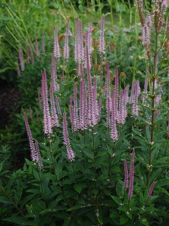 Weekly catch up with gardens & propagation