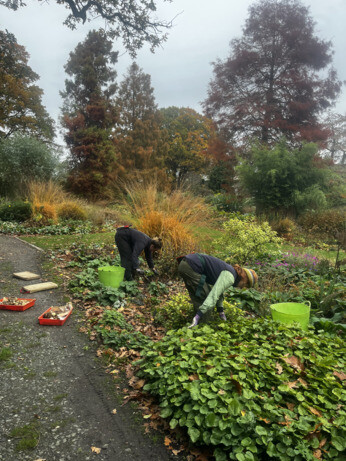 Weekly catch up with garden & propagation Weekly catch up with garden & propagation