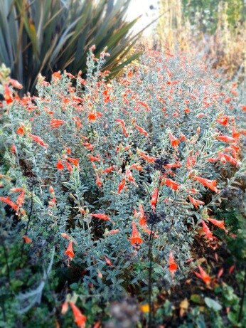 Late October Glory