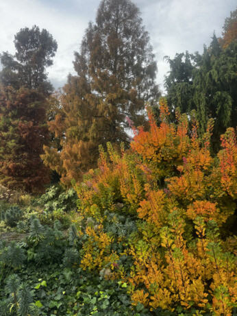 Weekly catch up with garden & propagation Weekly catch up with garden & propagation