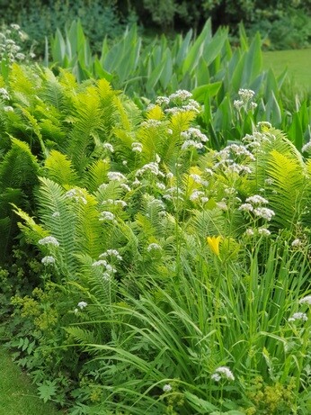 Weekly catch up with garden & propagation