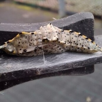 Wild Words from the Ground - October Wild Words from the Ground - October