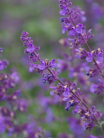 Nepeta (Catmint)- how to grow and care for