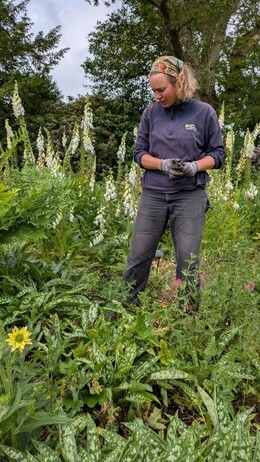 Weekly catch up with garden and propagation