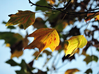 Brilliant autumn colour