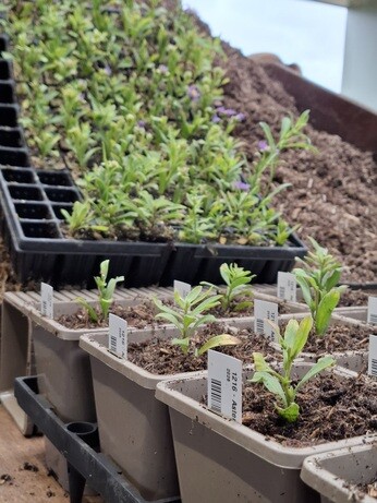Weekly catchup with garden and propagation
