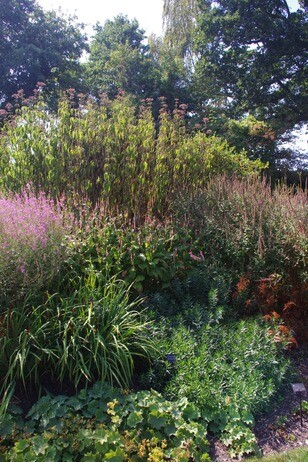 How summer heat has affected the plants How summer heat has affected the plants