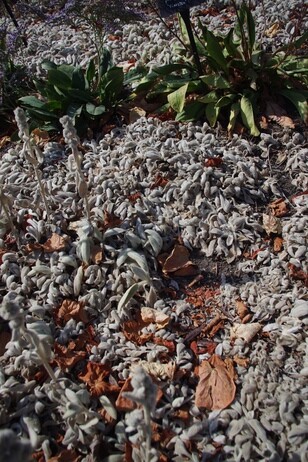 How summer heat has affected the plants How summer heat has affected the plants