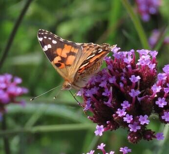 Chattowood and its insects: the first four years