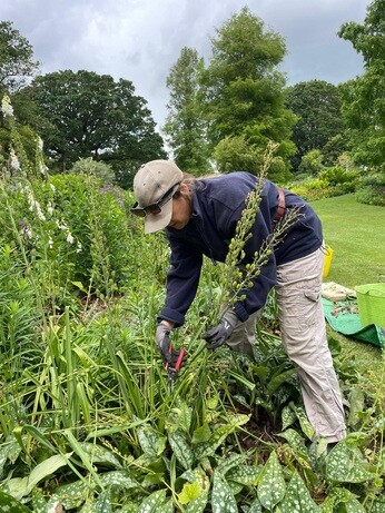 Weekly catch up with garden and propagation