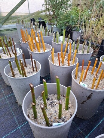 January news from the garden and propagation