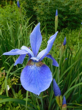 Luminous euphorbias and the fabulous Great Dixter Spring Plant Fair Luminous euphorbias and the fabulous Great Dixter Spring Plant Fair