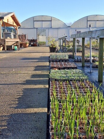 Weekly catch up with garden & propagation