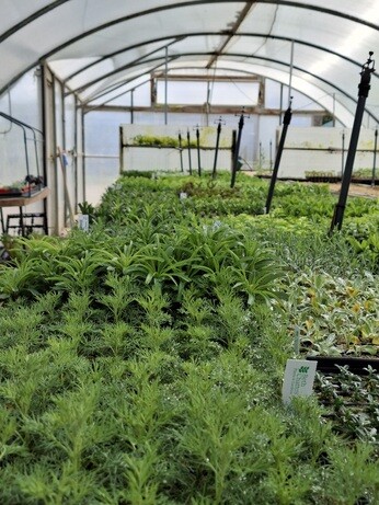 Weekly catch up with garden and propagation