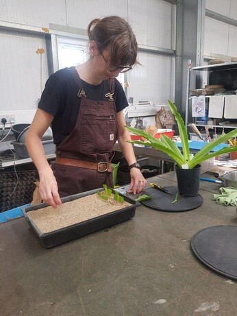 Weekly catch up with garden & propagation