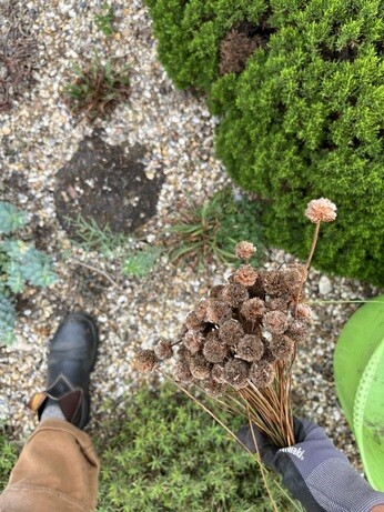 Weekly catch up with garden & propagation