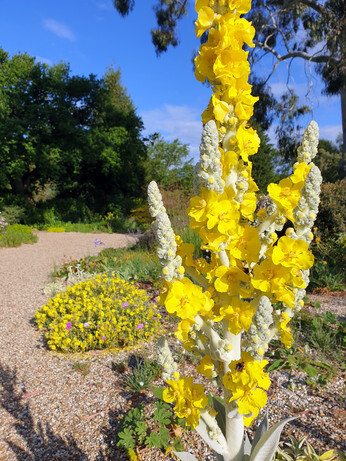 How to use biennial flowers in the garden for a naturalistic look How to use biennial flowers in the garden for a naturalistic look
