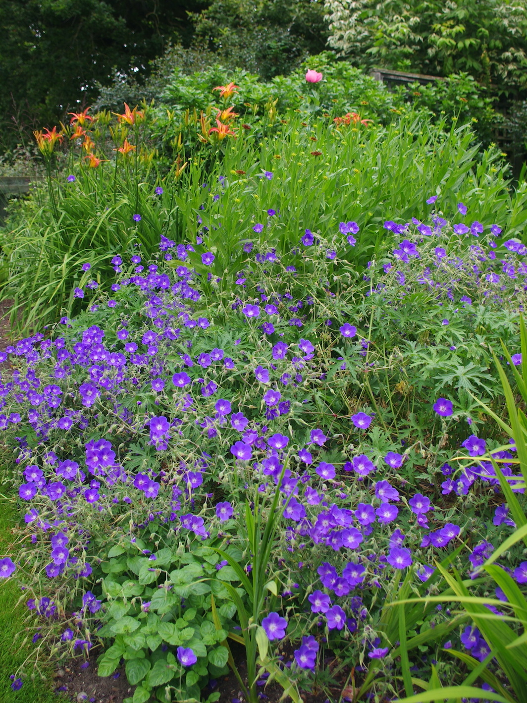 Favourite plants
